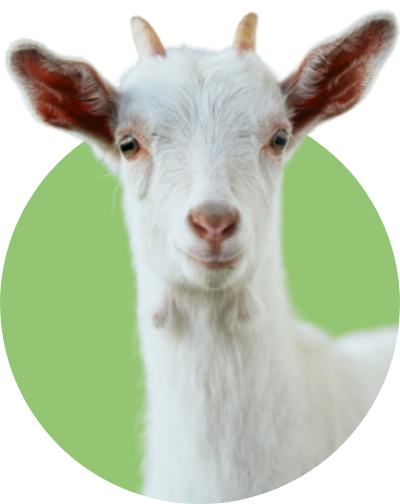 自然の恵み農園の山羊