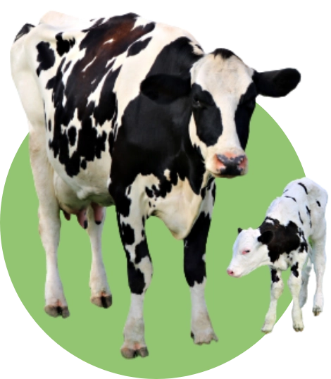 自然の恵み農園にいる牛の親子