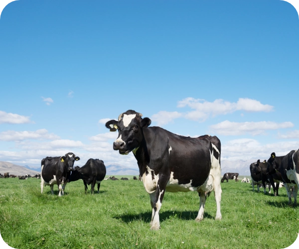自然の恵み農園の牛の群れ