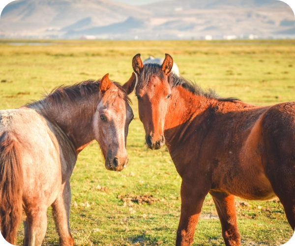 自然の恵み農園の馬2匹