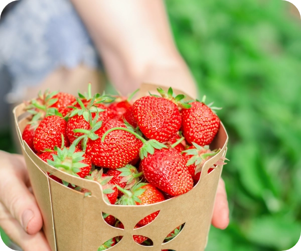 自然の恵み農園で採れた苺